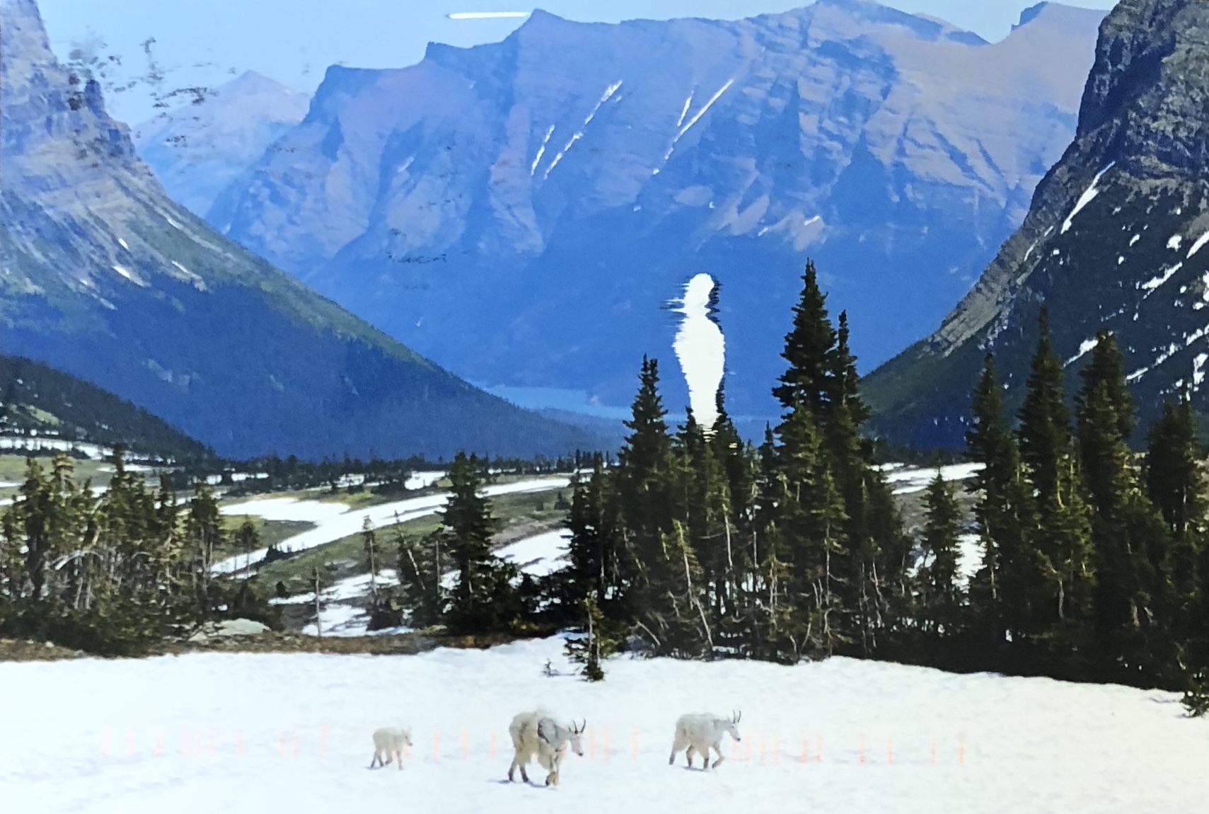 Mountain goats in Glacier National Park, Montana.