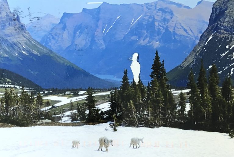 Mountain goats in Glacier National Park, Montana.